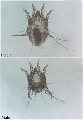 Transcriptome Analysis of Otodectes cynotis in Different Developmental Stages